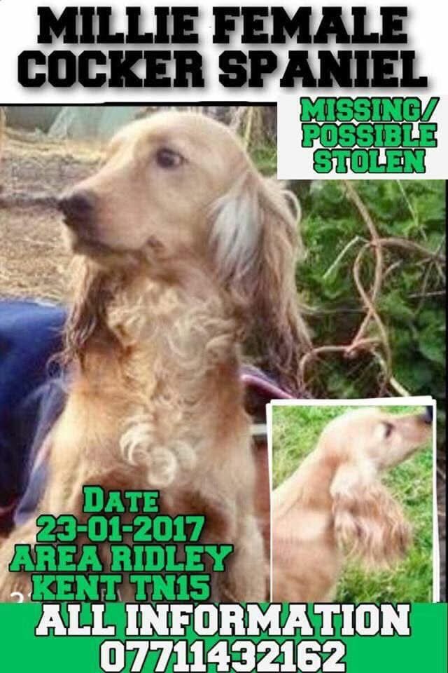rosieDoc2's tweet photo. #StolenDogHour 
A NEW APPEAL FOR MILLIE-SHES OUT THERE SOMEWHERE  missing since 23/1/17 from #Ridley, between #Culverstone / #Meopham &amp; New Ashgreen, #Kent TN15 she simply vanished from the grounds
pale golden #Cocker Chipped. 

https://t.co/x7YdQQ3Wvi

@02031961pat @qu1ncey https://t.co/VAQyvtI5r5