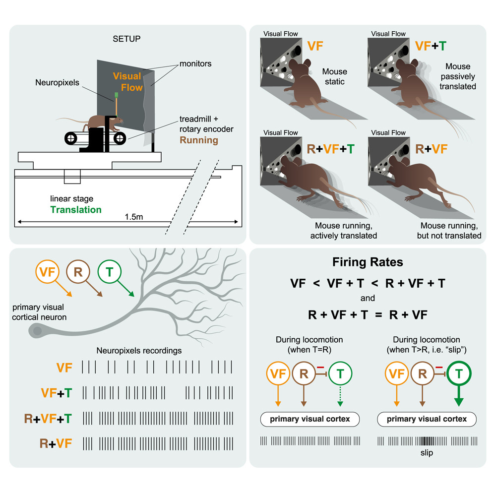 Motor and vestibular signals in the visual cortex permit the separation of self versus externally generated visual motion: doi.org/10.1016/j.cell…

Cells in the primary visual cortex receive running, translation, and visual motion signals to process visual flow information.