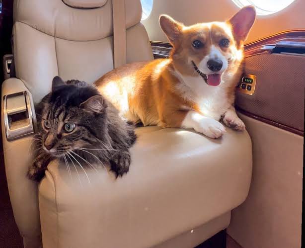 🚨BRASIL: Lei Joca: Senado aprova projeto sobre transporte de pets em aviões!