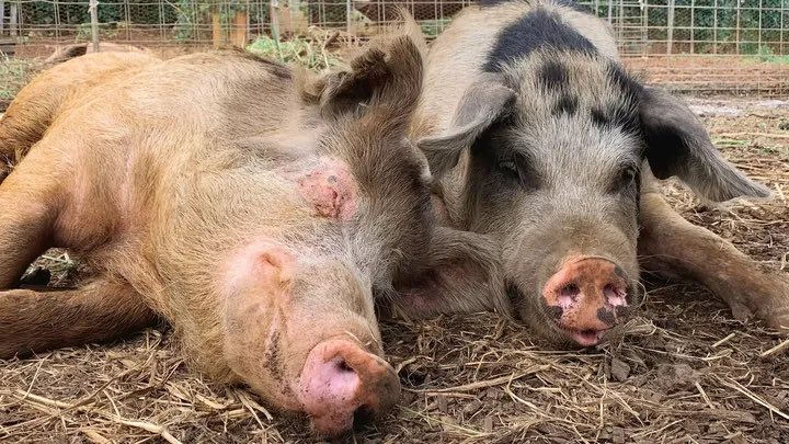 ReineAhMoo's tweet photo. This sanctuary saved them. Now it’s our turn to save the sanctuary.

Please support this GoFundMe by donating or sharing—every bit of help makes a difference. https://t.co/ZVaSurZ2aw https://t.co/NMKe6LeNUj