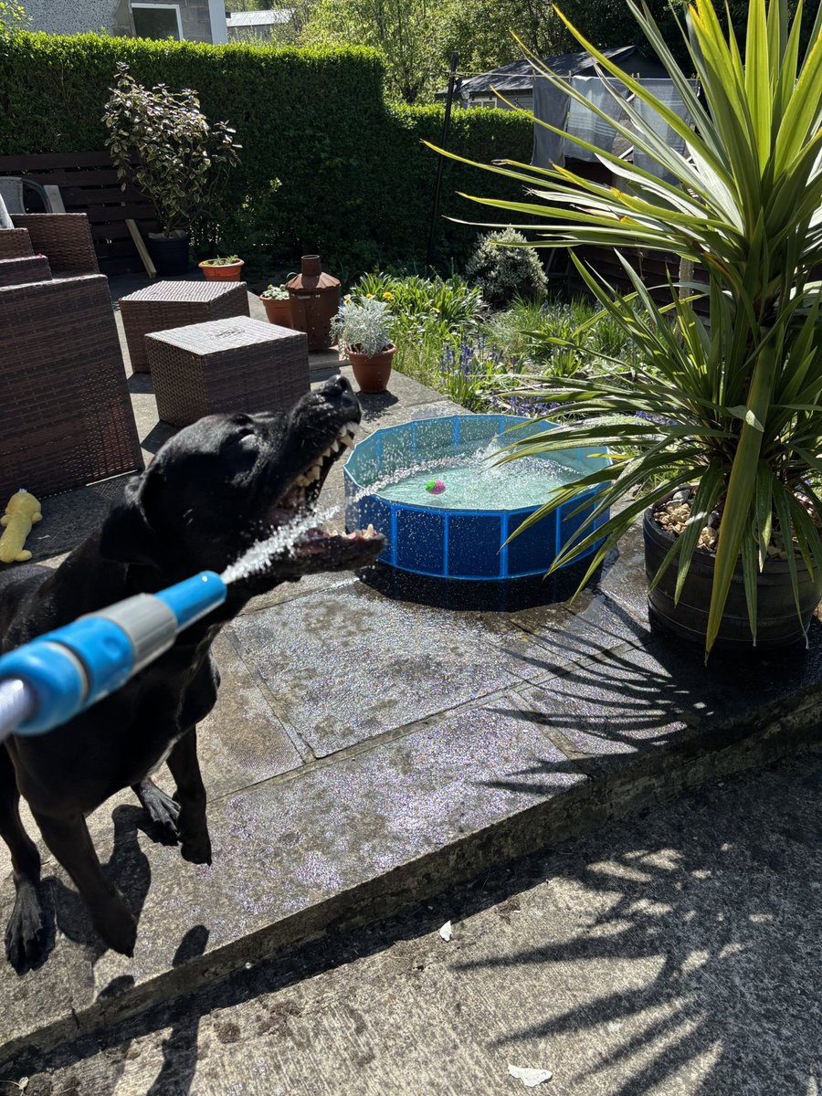 SHADOW_20_20's tweet photo. Mum was trying to fill my pool up today ….. I had other ideas 🤣🥰🤣
#Dogsoftwitter https://t.co/sMTk6ZGOpH