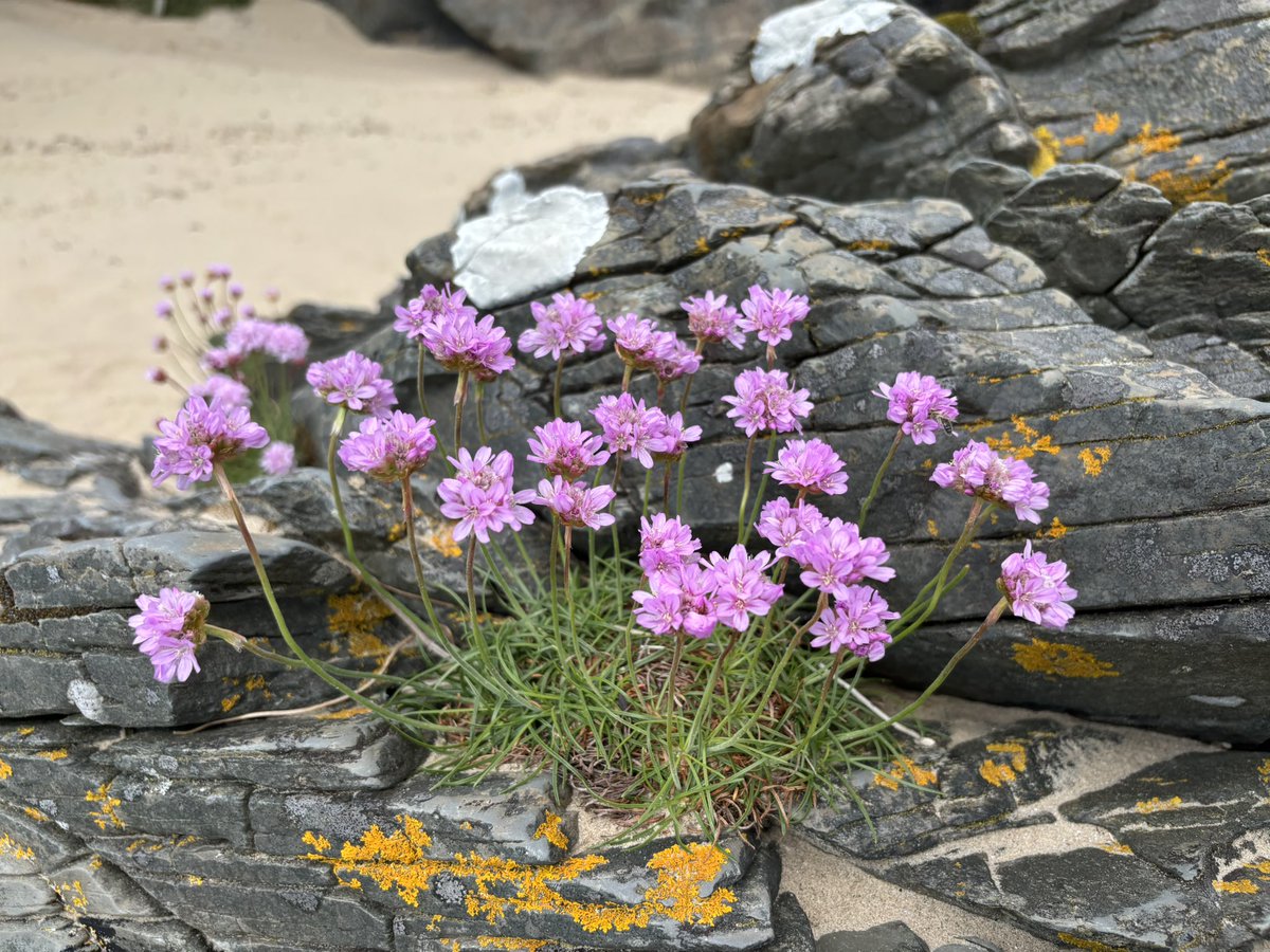 Susan Jones tweet media