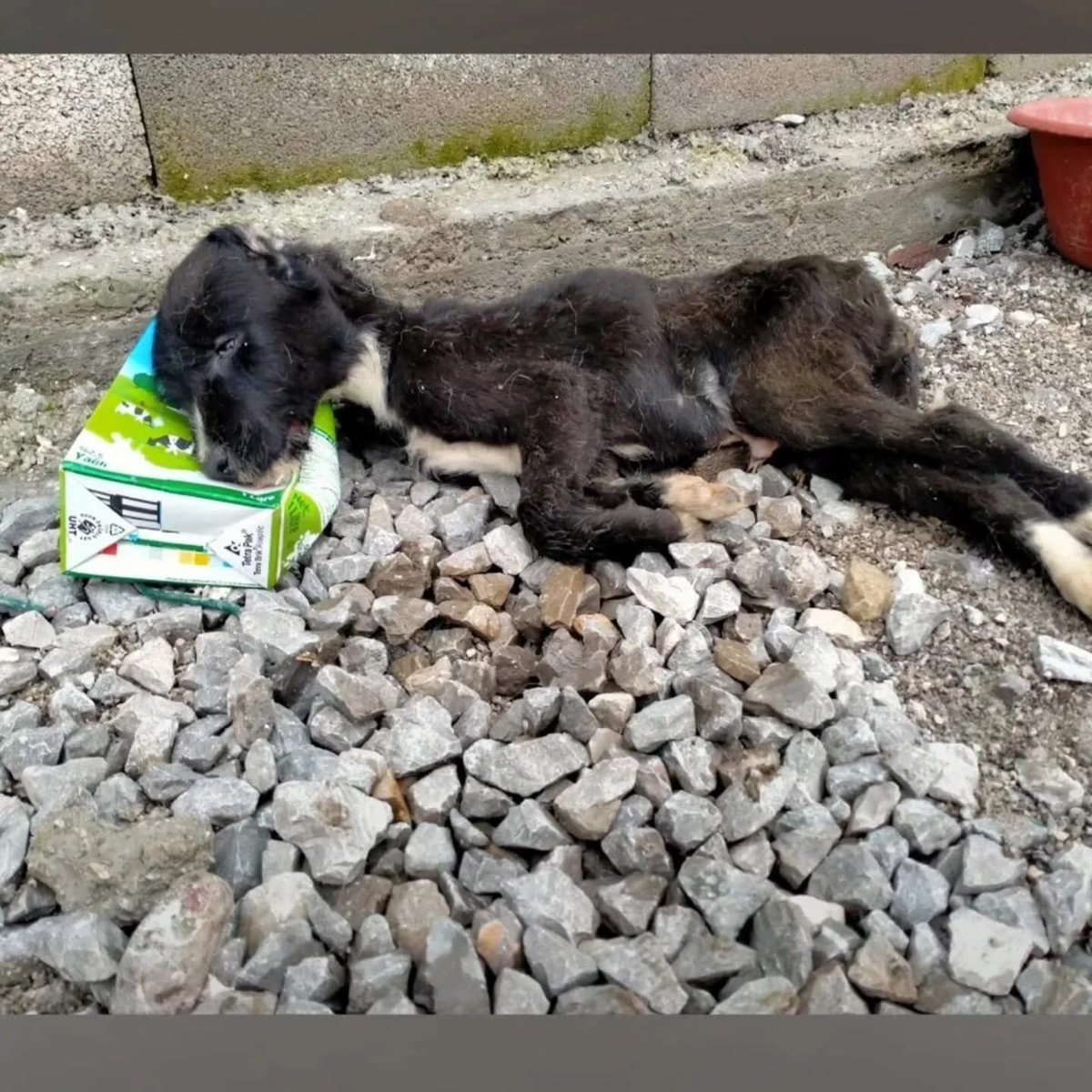 Uyur gibi gitmiş.Sessiz sedasız kimsesiz,kim bilir kaç gündür aç,son nefesinde boş bir süt kabında aldığı süt kokusu o sütü içtiği hayali ile melek olmuş. Şu yavrunun yediği lokmada gözü olanlar Açlık çaresizliğin eziyetin en büyüğüdür,Bekleyin yaşamadan gitmeyeceksiniz dünyadan