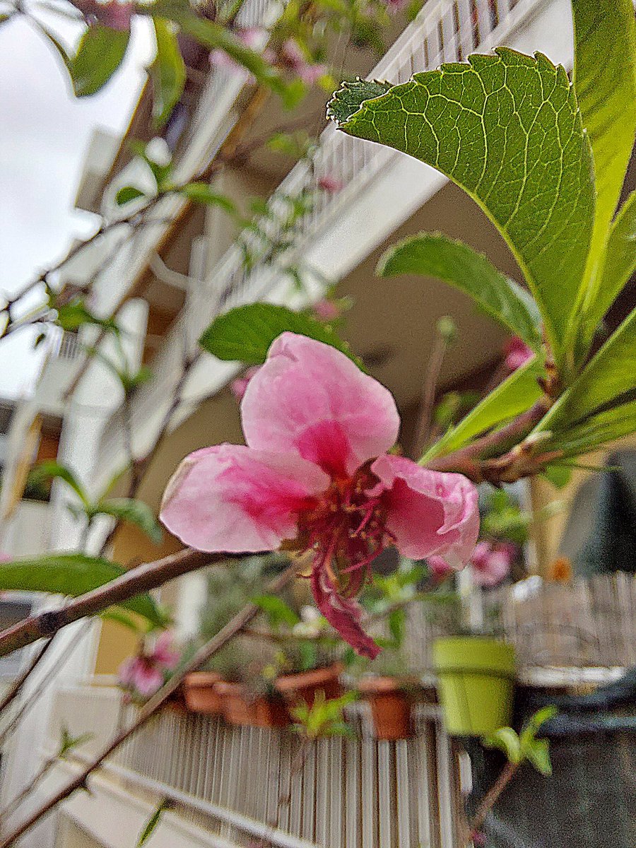 megpanos's tweet image. Πεύκη, Peach tree flower #greece #attica #pefki #spring #plant #plants #tree #trees #peach #peachtree #leaf #leaves #flower #flowers