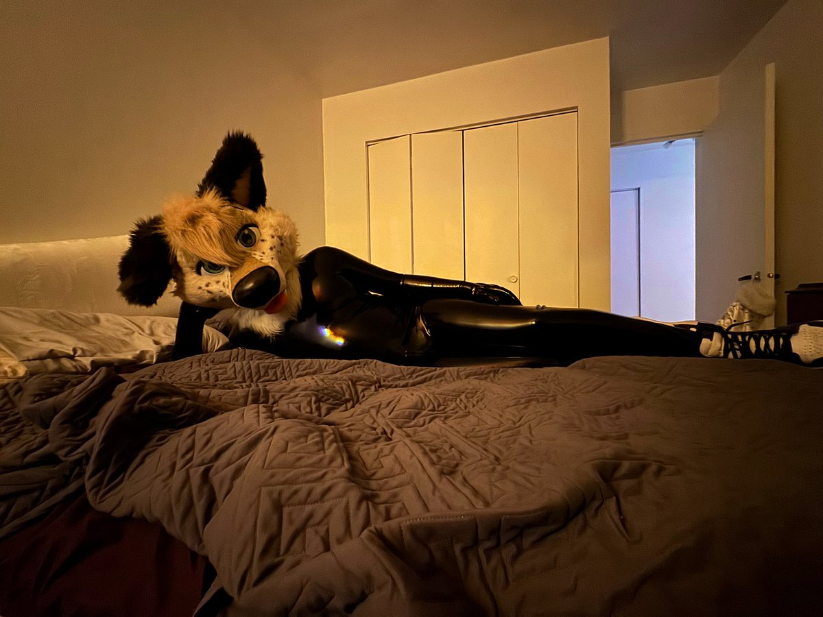 Carefull, I’m now a shiny puppy ~😈

📸<a href="/Kyr0TW/">Kyro 🔜 CanFURence</a>