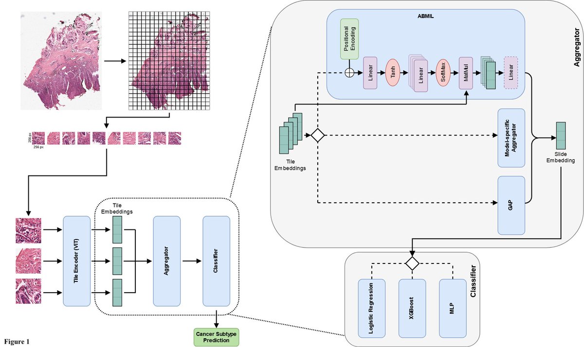 Cancer Epidemiology, Biomarkers & Prevention tweet media