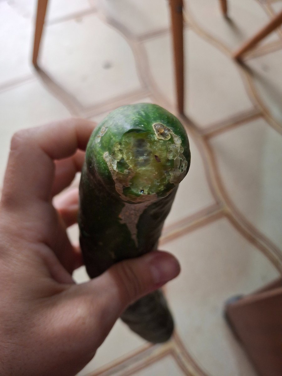 Vuelvo acá para quejarme de la comida. En un país cuya ppal actividad económica es la comida, conseguir productos frescos de calidad parece ser un privilegio de chetos y exportación. Recibo recomendaciones de huertas orgánicas ya que me cansé de tirar la plata en La Anunciación