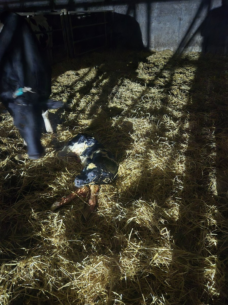 Aller plus qu'un petit dernier et la saison est fini enfin ont recommence dans 2 mois 🤣🤣🤣
#FrAgTw
#ceuxquifontlelait