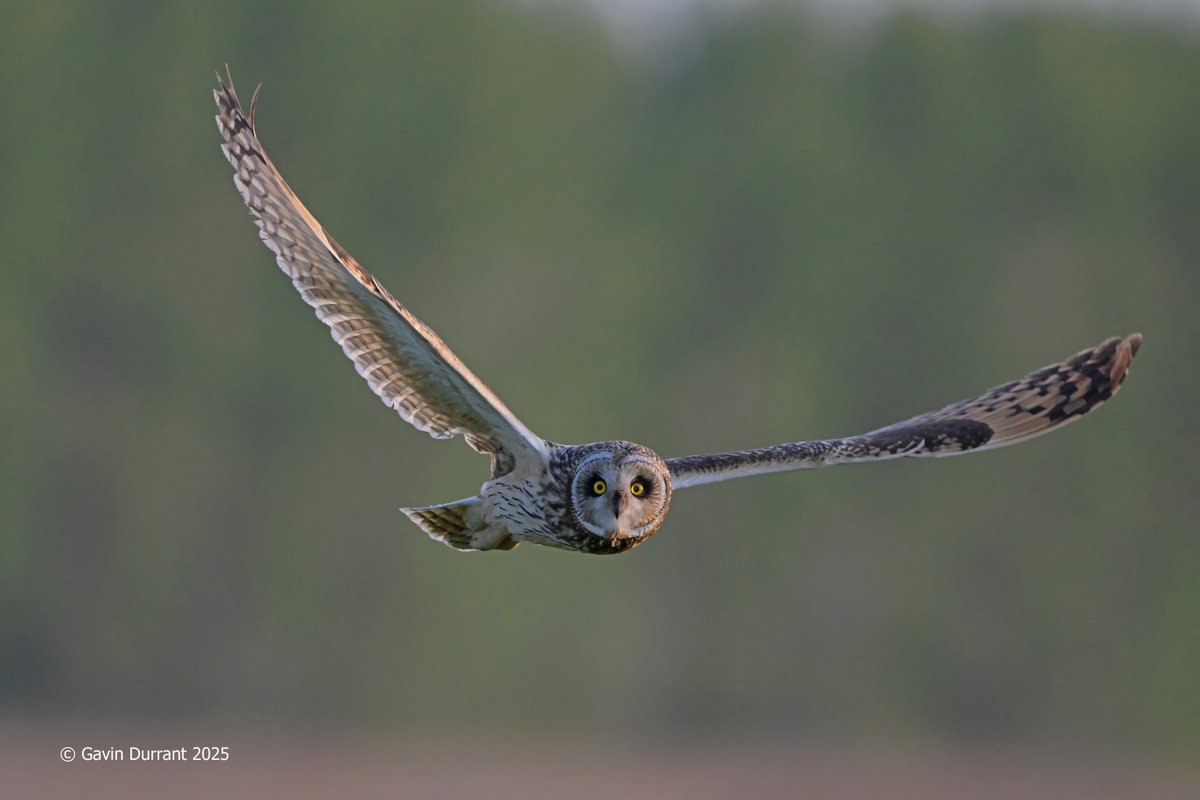 GavinDurrant1's tweet image. Stunning Short eared owl hunting at Carlton marshes in the evening sunlight today @SWT_NE_Reserves @suffolkwildlife