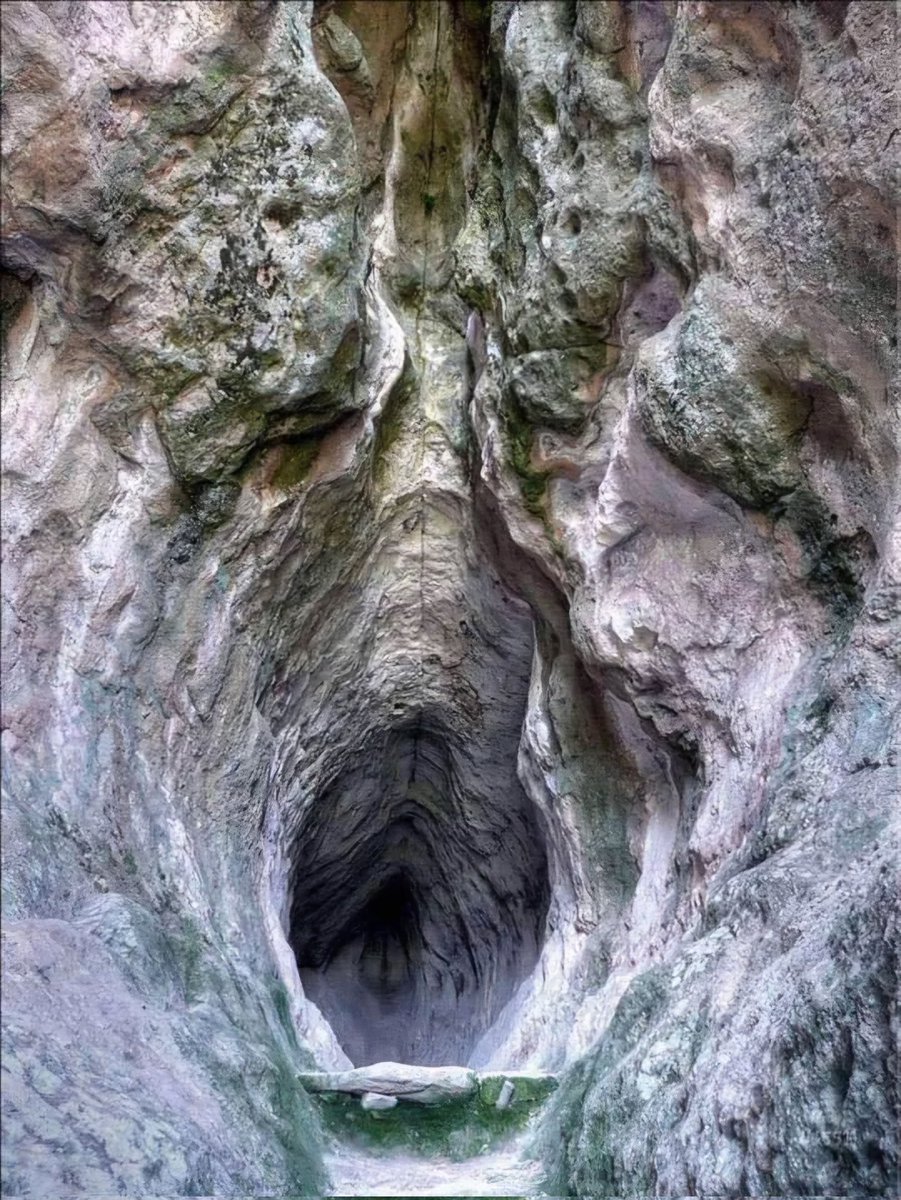 I see a dog
