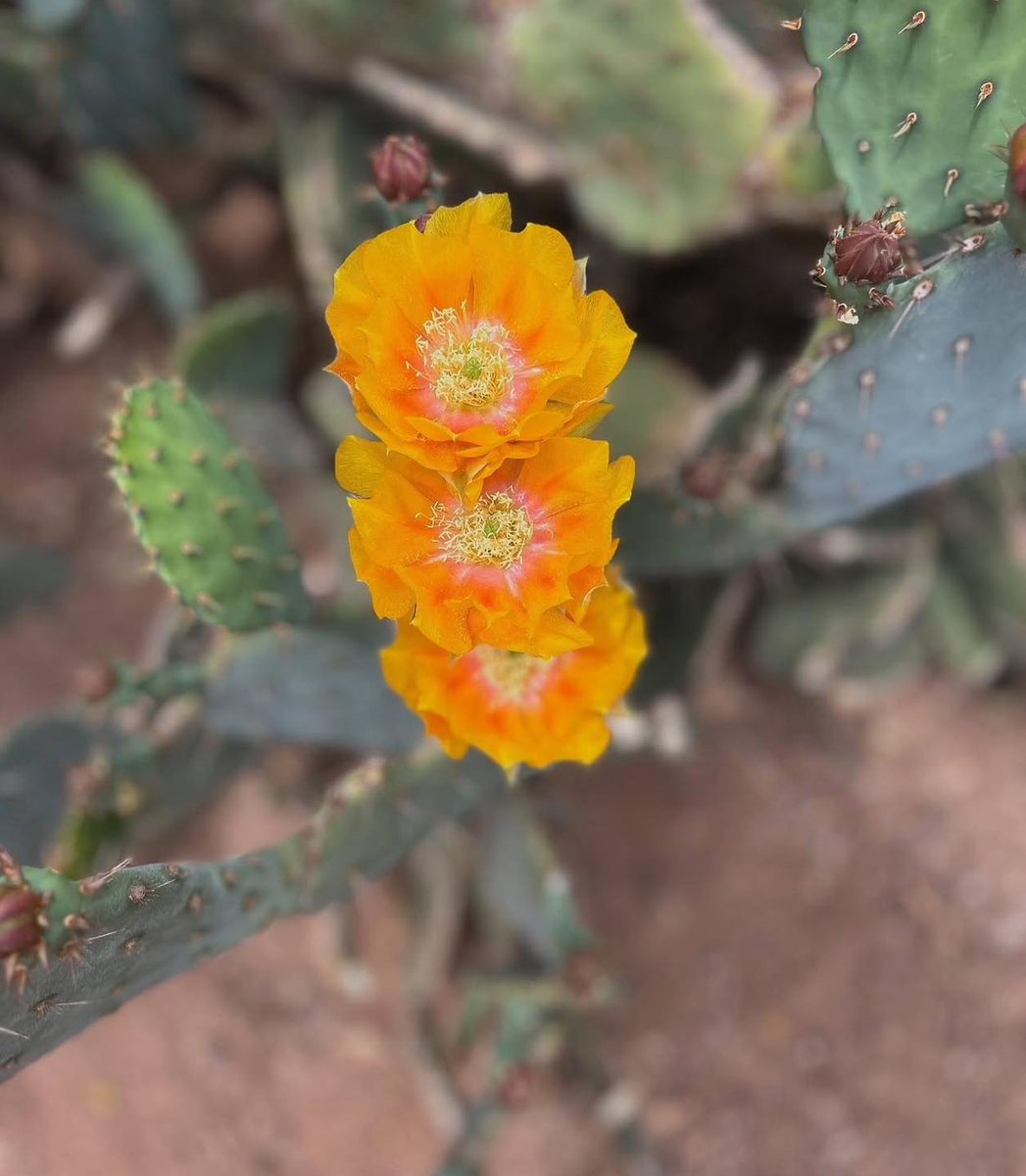 🌸🐰 Happy Easter from I Love Scottsdale Vacations! 🌵🌞

Wishing you a day filled with sunshine, joy, and sweet memories, whether hunting eggs, enjoying brunch, or just soaking in the desert beauty.

#HappyEaster #ILoveScottsdale #EasterInTheDesert #ScottsdaleRentals #BookDirect