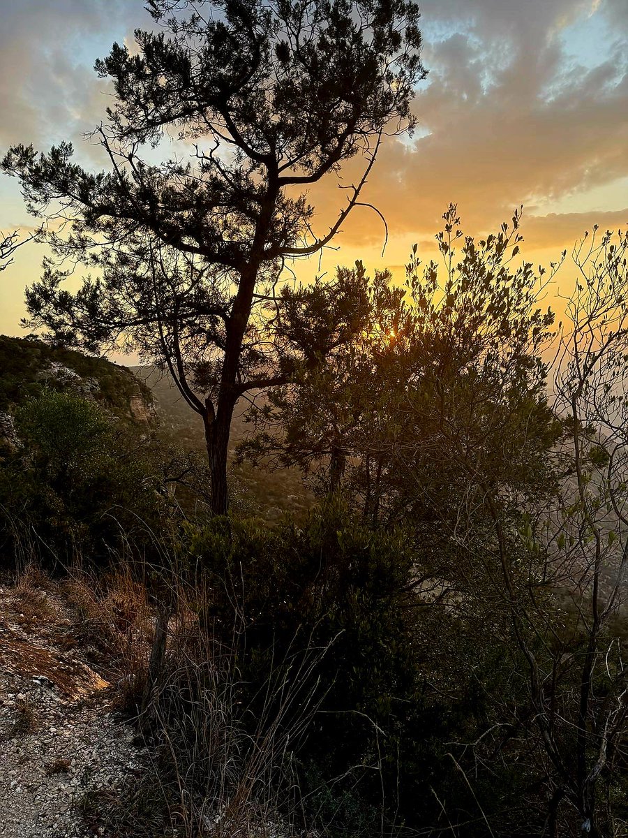 This morning at #GacanLibah Mountain Forest.
 I planted a Dayib tree (Juniperus procera) and encourage all visitors to plant a native trees. Seedlings are provided to help preserve this breathtaking landscape for future generations of #Somaliland.

#GeedBeer 🌳🍀🌵🌿⛰️💚