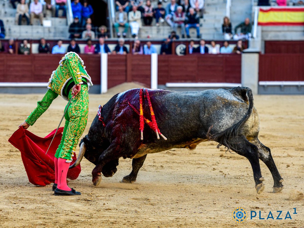 ctmemadrid's tweet photo. De momento, los grises marcan la temporada madrileña. Hoy fue Presidiario I (Saltillo), lidiado por Luis Gerpe. https://t.co/8tJLDOtRwh