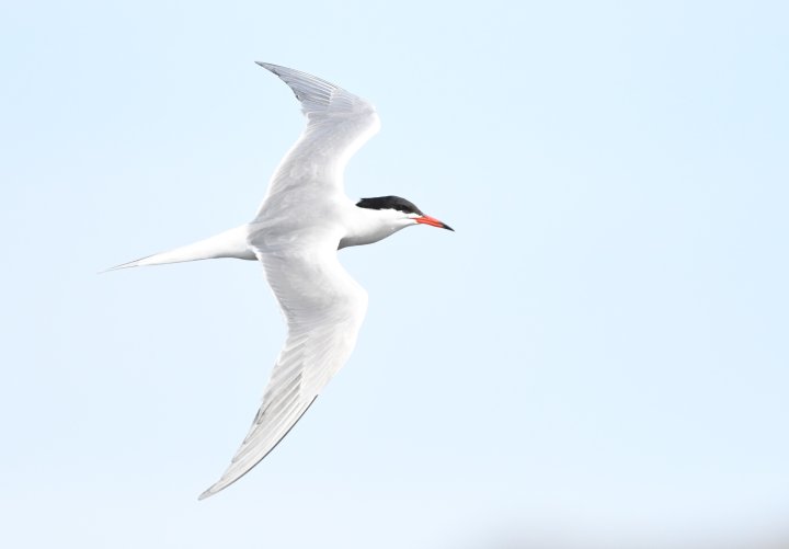 Oslofjorden: Innfører vi fiskerifrie soner, gir vi naturen sjansen til å reparere seg selv. <a href="/SABIMAnorge/">Sabima</a> <a href="/kldep/">Klima- og miljødep</a> <a href="/PerErikSchulze/">Per-Erik Schulze</a> <a href="/FredrikGMyhre/">FredrikMyhre</a>
<a href="/NorithEckbo/">Norith Eckbo</a> <a href="/MartinEggen/">Martin Eggen</a> birdlife.no/naturforvaltni…