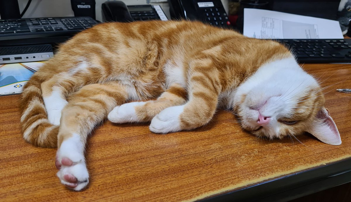 Night night sweet dreamies 

Never apologise for protecting your energy or your boundaries.

 #cats #Cat #CatsOnTwitter #CatsOfTwitter