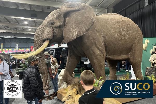 Don't miss the breathtaking display at the SATTA  stand at HuntEx
A massive beautifully preserved elephant is on show  a true tribute to conservation and craftsmanship It’s absolutely worth the drive to experience this incredible sight
#HuntExpo2025
#conservation
#wildlife
