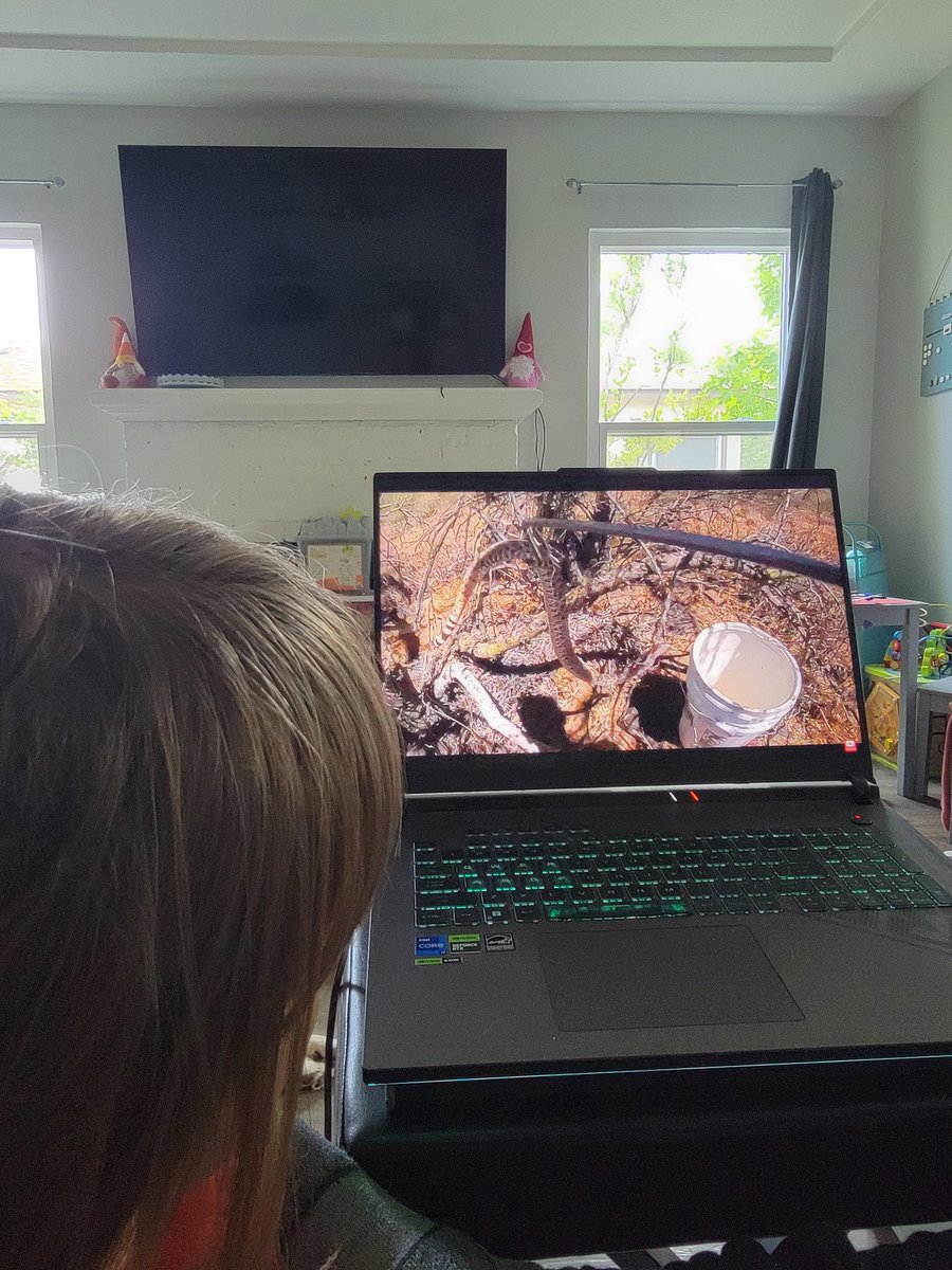 Ever since I showed her the pictures and videos of the rattlesnakes I saw in the field she has been obsessed with them. Every day she had been asking to watch videos of rattlesnakes. We alternate between live feeds of <a href="/Rattlecams/">Project RattleCam</a> and YouTube videos.