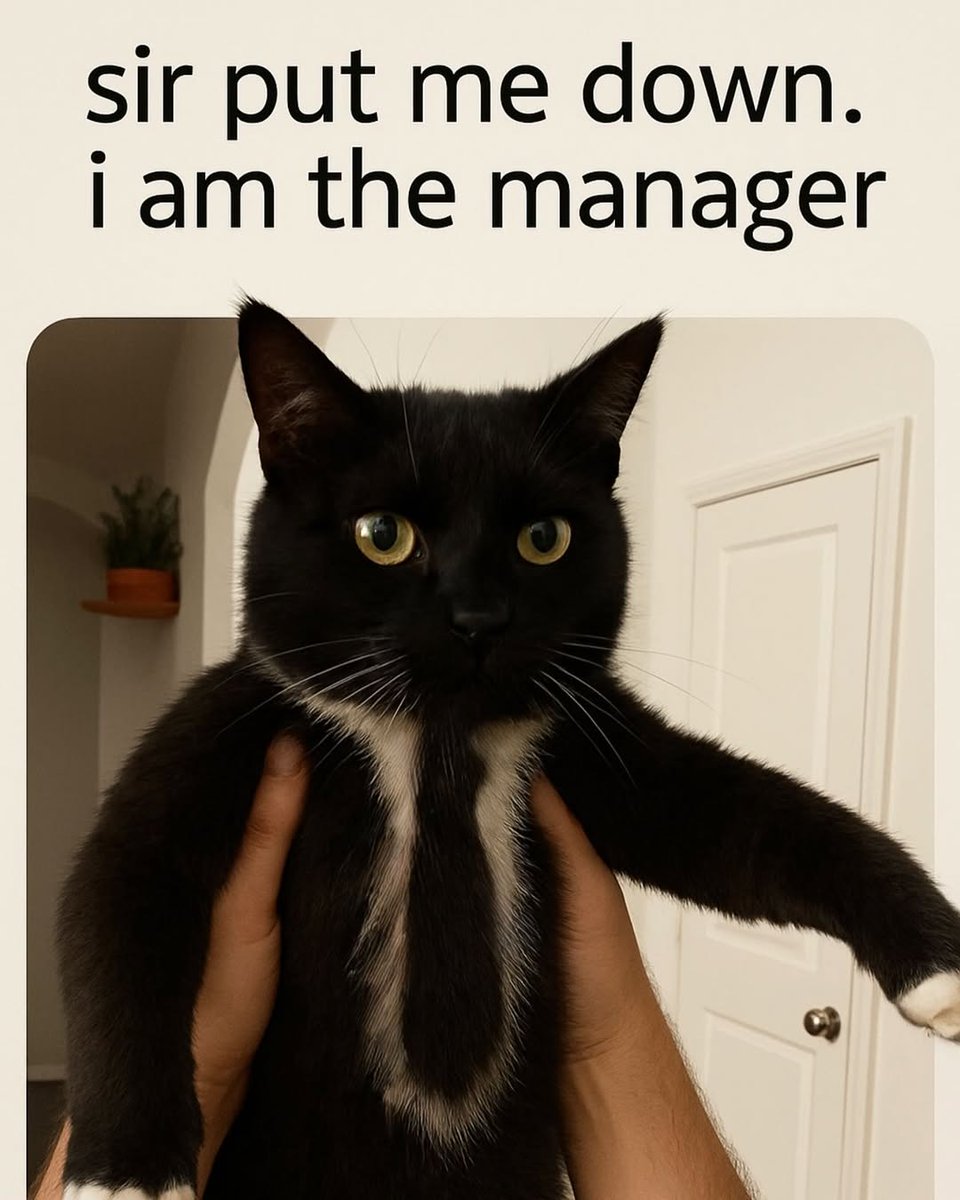 The manager 🐈‍⬛️