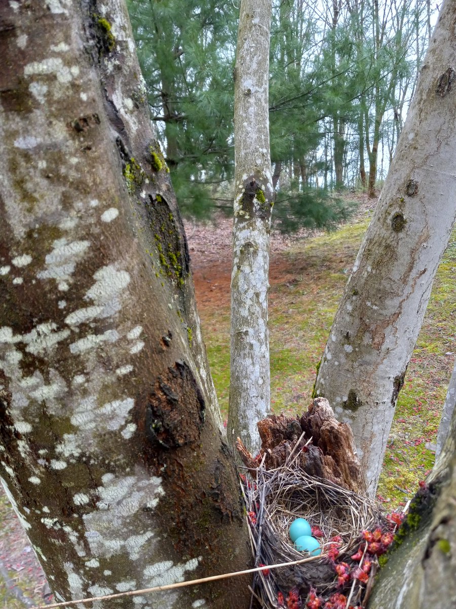 Iamalwaysad247's tweet image. #SpringTimeVibes