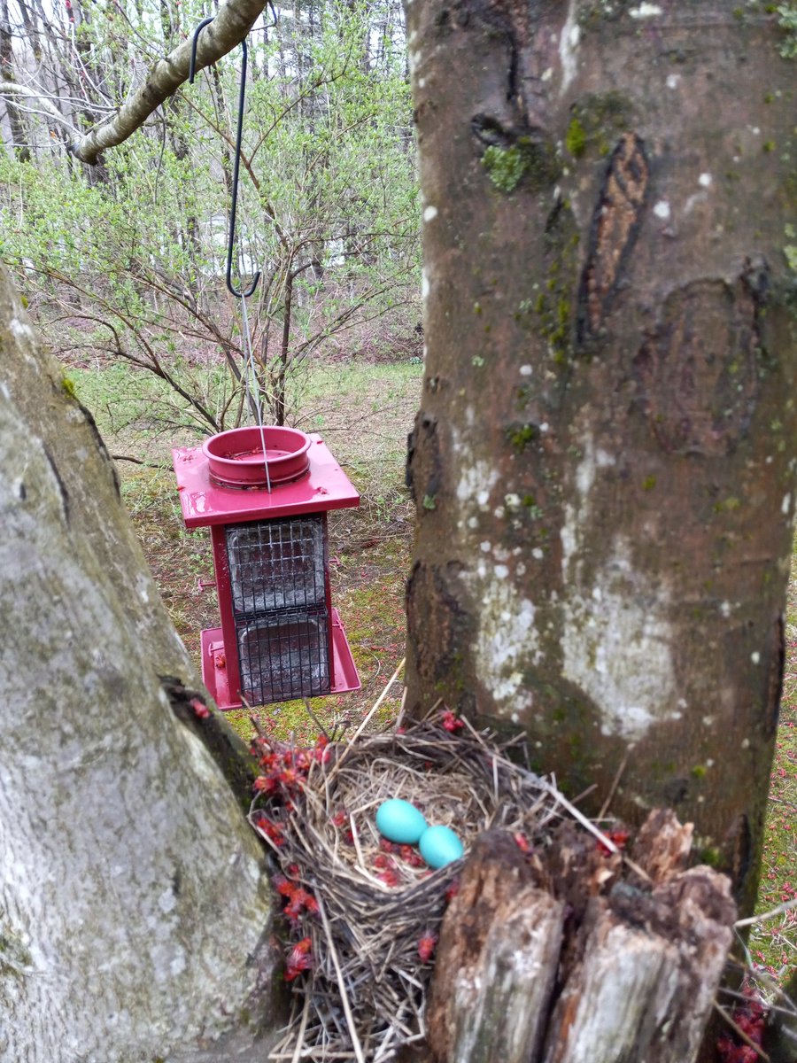 Iamalwaysad247's tweet image. #SpringTimeVibes