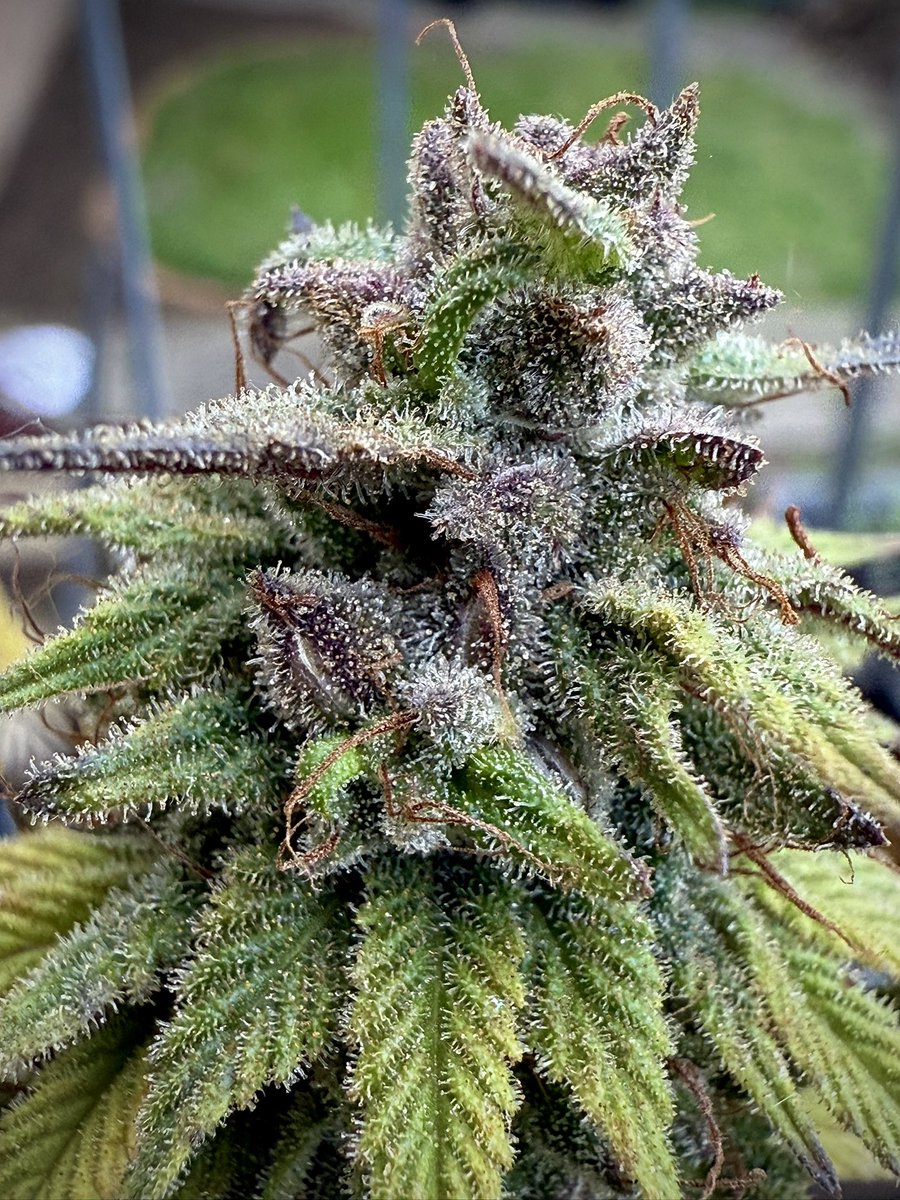 Blueberry Reg
<a href="/DutchPassion_/">Dutch Passion</a> 
Day 50 something Flower

I’m already seeing a decent amount of amber! I’m giving her at least another 10 days, but we’re getting there!