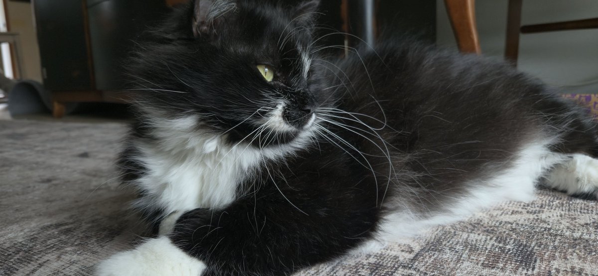 basilbee10's tweet photo. @cela_phane have another cat https://t.co/3Tujv6fWcL