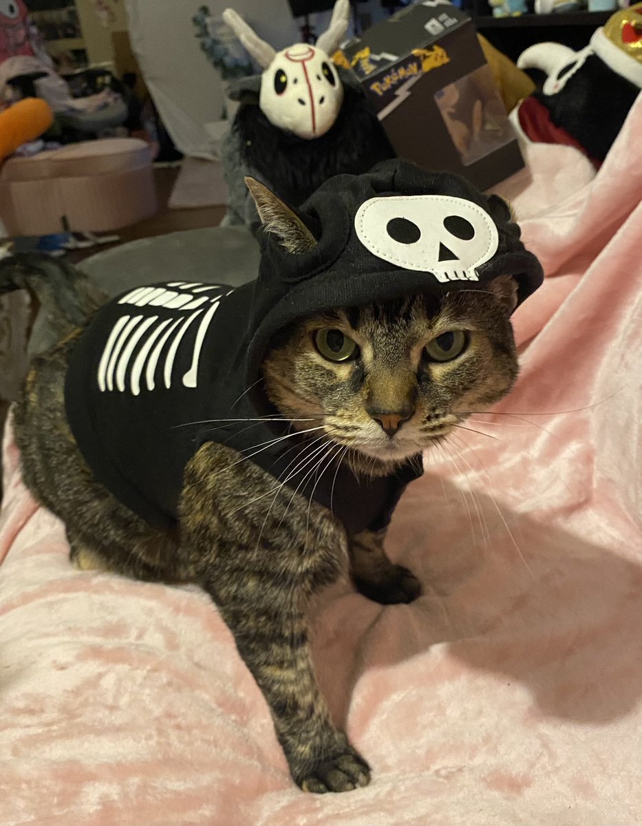 ₊˚⊹ Petunia Bunny 𝜗𝜚 tweet media