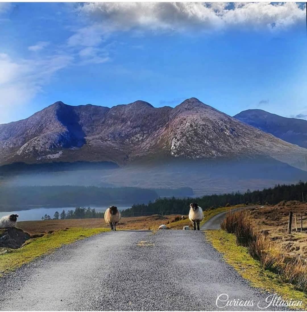 ThisIsIreland3's tweet image. This is Connemara in a nutshell 💚🐑

📍 Co. Galway, Éire 🇮🇪 

📸 Marcus Lyndon 

#Connemara #Ireland #Galway