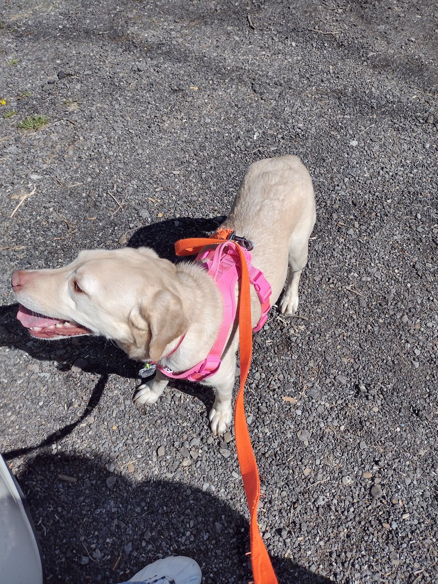 Bug has a harness for walkies in the park!