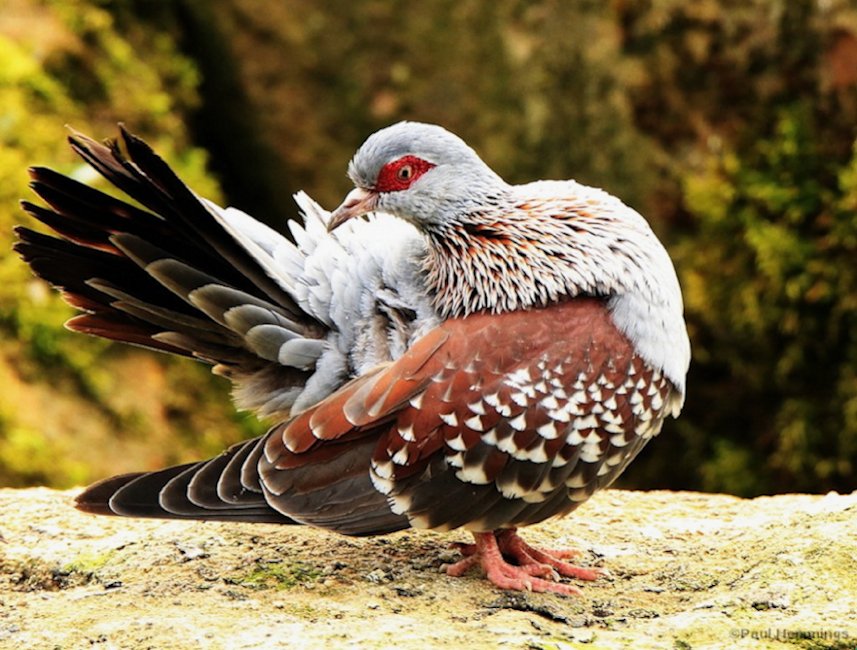 a_london_pigeon's tweet photo. 📷 Paul Hemmings @Paul78008593 #May2016
Speckled Pigeon (Columba guinea), also African rock pigeon or Guinea pigeon, .. loves just-germinated seed. https://t.co/G4zIMJGgWJ