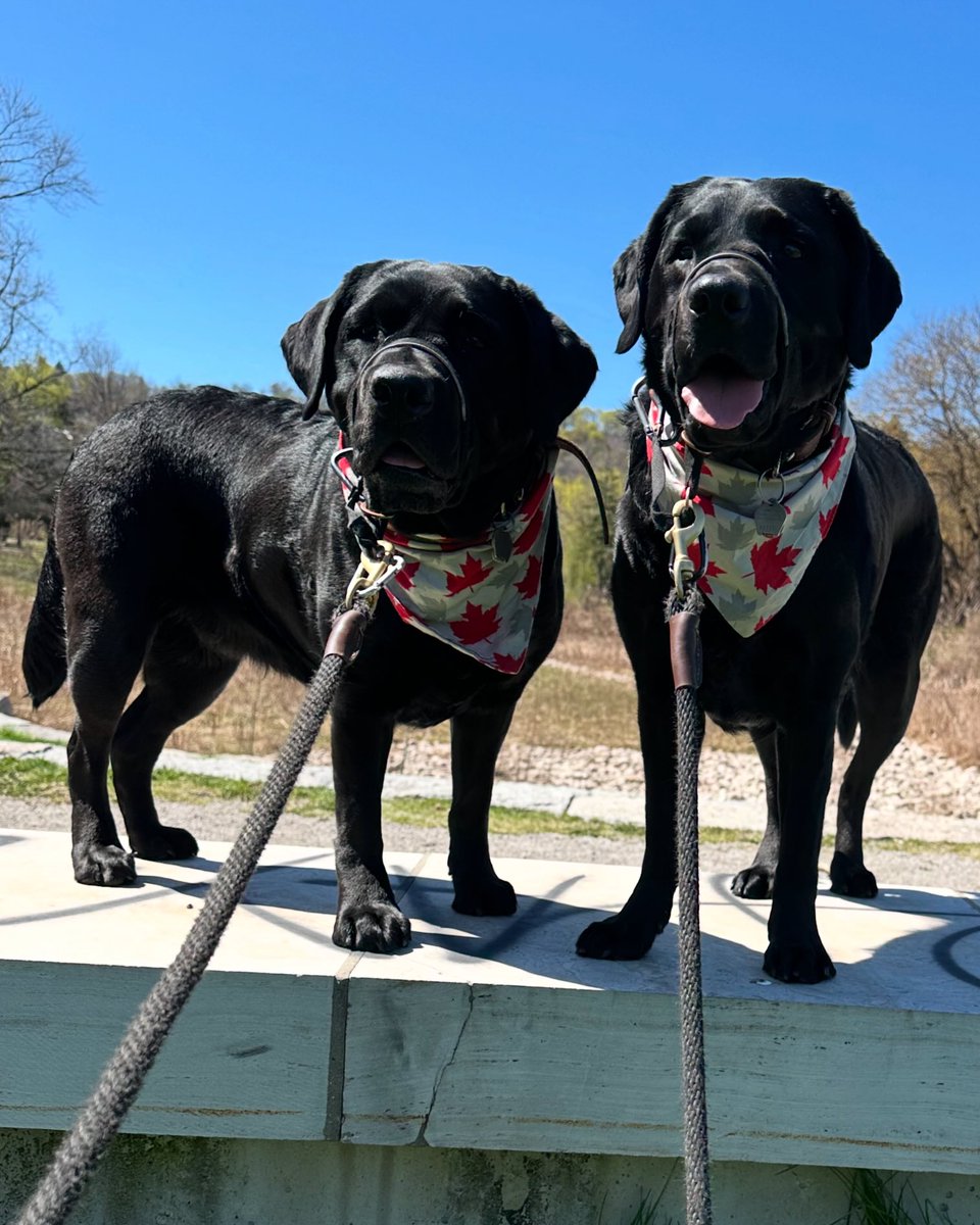 HenryTheChocLab's tweet photo. Enjoying this gorgeous Canadian Sunday! Don’t forget to VOTE tomorrow! 🇨🇦✌️🗳️🐾
#ElbowsUp 💪🏻 https://t.co/ccT8Q5XkzK