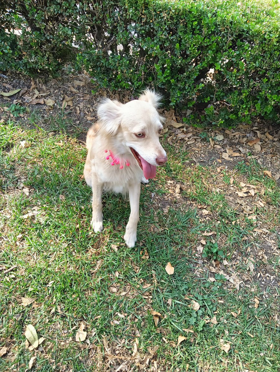 VIBRAmascotas's tweet photo. Miel sigue en adopción responsable, es talla mediana, amigable , tranquila
Convive bien con perros , conejos ,gatos , niños , es PERFECTA!
Anímate, dale una oportunidad 🙏🏽🙏🏽
Wats 5548724347
#CiudadDeMéxico #AdoptaNoCompres
#conparte https://t.co/q8rA98z5pO