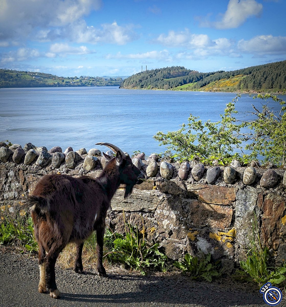 Just a goat and its shadow overlooking #Waterford Estuary🐐 It's said that the wild goats of Passage East have lived in the area for over 200 years.