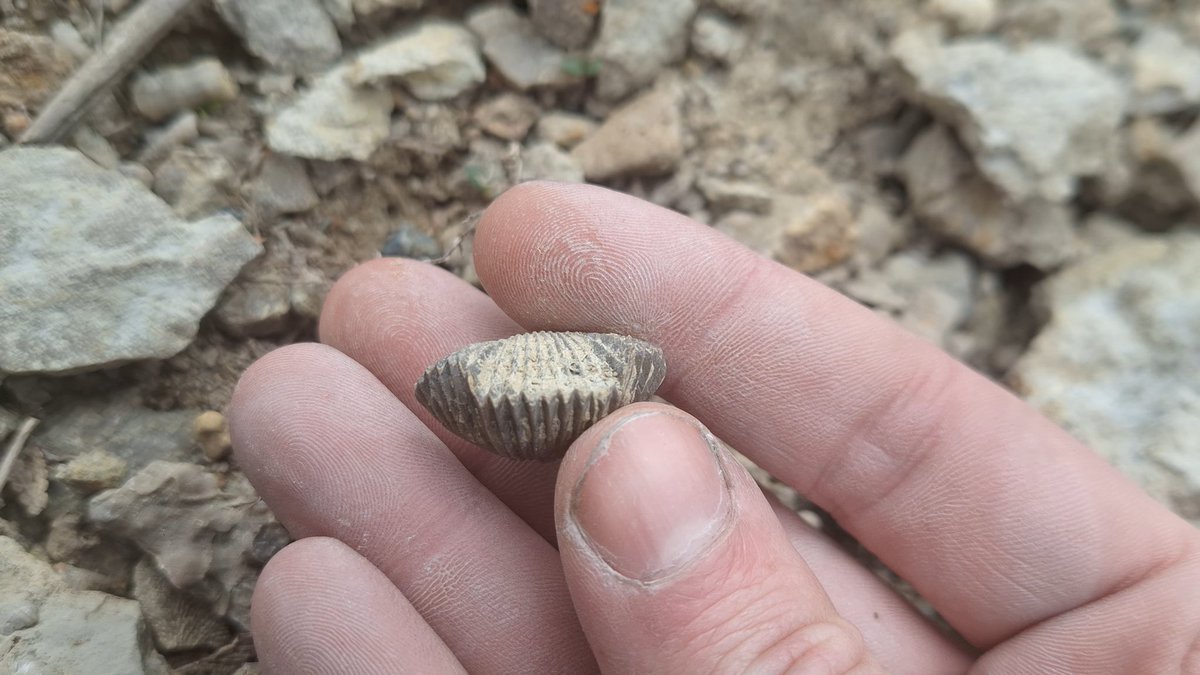 ON_Rockhound's tweet image. A nice inflated Callipleura nobilis brachiopod I found yesterday on a club trip to Arkona ON.

#fossils #paleontology #fossil #rockhounding