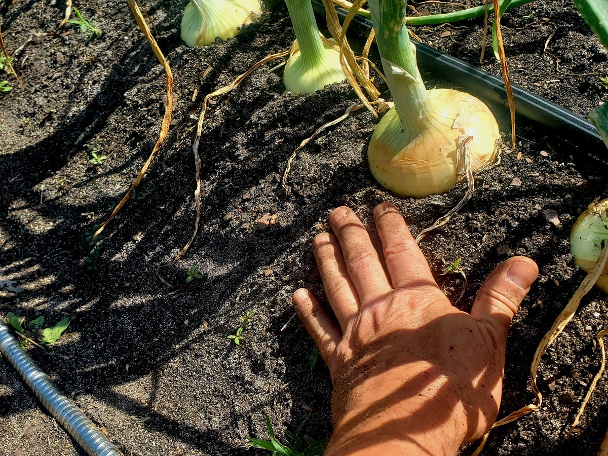 Onions almost there 👍