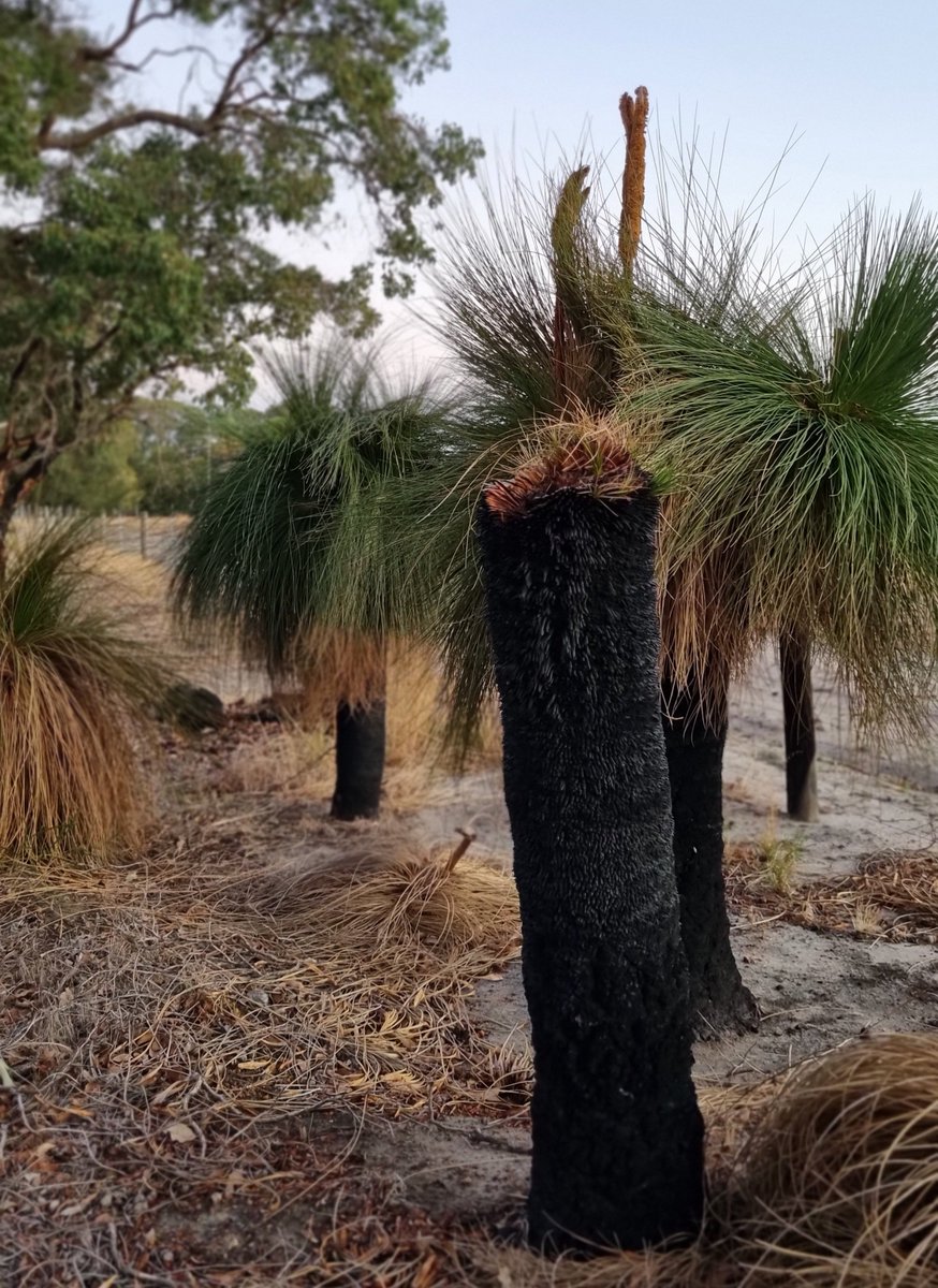 mudd_cloudy's tweet photo. #grasstree clump shows various life stages https://t.co/HQU0ZTCHaW