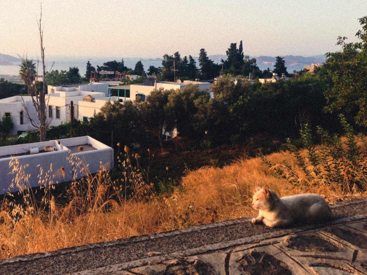 mamaralic tweet media