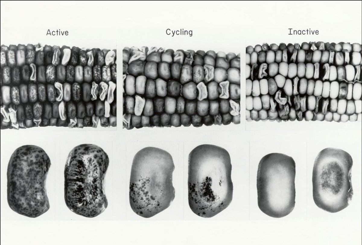 MIND-BENDING 🧬

The most brilliant scientist you've never heard of:

In 1931, she talked to corn cells.
And they responded.

The scientific community called her insane.
But, 30 years later?

She won the Nobel Prize.

What she discovered about consciousness will shock you:🧵