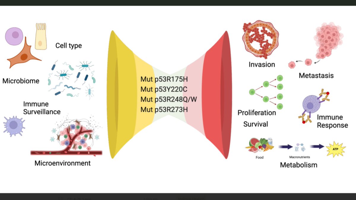 Cancer Discovery (@cd_aacr) on Twitter photo Online now for the #AACR25 Late-Breaking Abstract Minisymposium: Mutant p53 Gain of Function: Why Many See It, Why some Don’t brnw.ch/21wSfUt
A perspective by <a href="/drgglozano/">Gigi Lozano, PhD</a>, Carol Prives, and Kanaga Sabapathy Online now for the #AACR25 Late-Breaking Abstract Minisymposium: Mutant p53 Gain of Function: Why Many See It, Why some Don’t brnw.ch/21wSfUt
A perspective by <a href="/drgglozano/">Gigi Lozano, PhD</a>, Carol Prives, and Kanaga Sabapathy