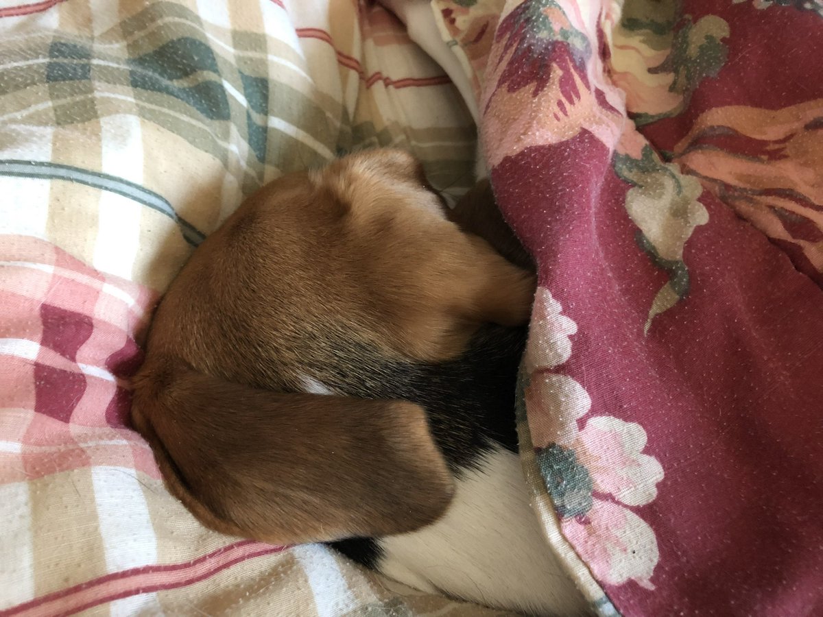 CTjillybean's tweet photo. @beaglefacts @BeagleBrigadeGA Haha great paw photo!  See if you can find @beaglelucylooo in her blankies.. … https://t.co/tZRWlO85A4