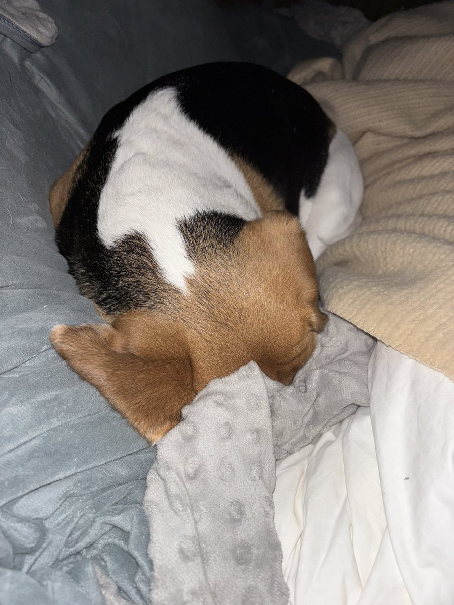 CTjillybean's tweet photo. @beaglefacts @BeagleBrigadeGA Haha great paw photo!  See if you can find @beaglelucylooo in her blankies.. … https://t.co/tZRWlO85A4
