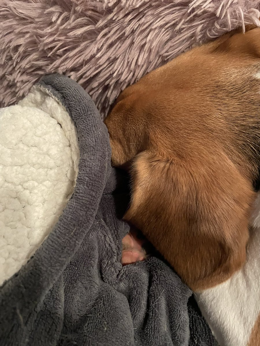 CTjillybean's tweet photo. @beaglefacts @BeagleBrigadeGA Haha great paw photo!  See if you can find @beaglelucylooo in her blankies.. … https://t.co/tZRWlO85A4