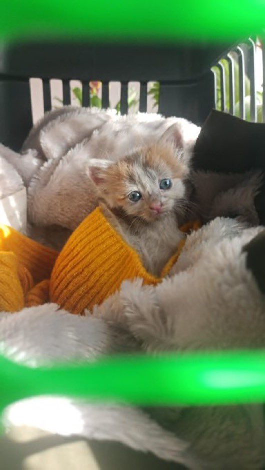 İstanbul yenibosna’da bu can araç kaportasından Sarıyer ‘e kadar gelmiş. Bulan kişi olduğu mahalleye bırakmış 20,25 günlük bir bebek #yuva arıyoruz 

<a href="/atadanarzu/">Arzu🇹🇷</a>