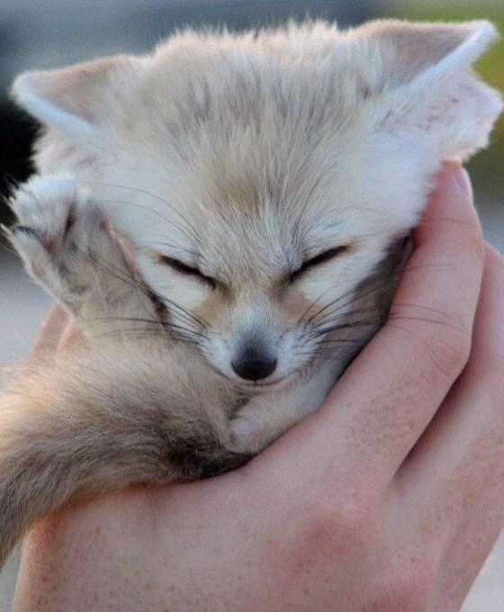 Fennec Every Hour! (@fenneceveryhr) on Twitter photo 