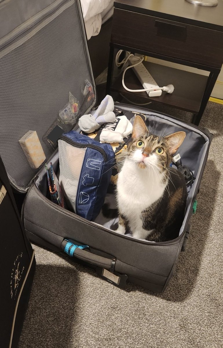 Roxy & Toby 💜 🐾 tweet media