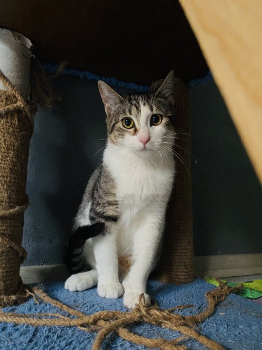 Bu çocuğa aşırı üzülüyorum. Araba kazası geçirdi ve operasyon oldu şu an sağlıklı. 2 aylıktan beri klinik-pet otel arası yaşıyor. 
Arayanı soranı yok
Yuva bulunamazsa sokağa gidecekmiş..hakettiği yuvasını bulur muyuz?

7-8 aylık dişi kısır, ürkek bi çocuk 
İstanbul

<a href="/kediipatisi/">kedi</a>