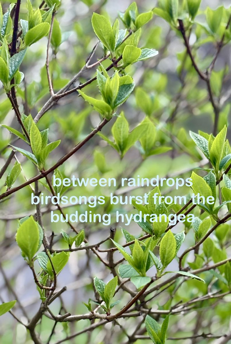 Catherin03's tweet photo. between raindrops
birdsongs burst from the
budding hydrangea

#haiga #haiku #poetry #springphoto https://t.co/Osp8mLVmRT