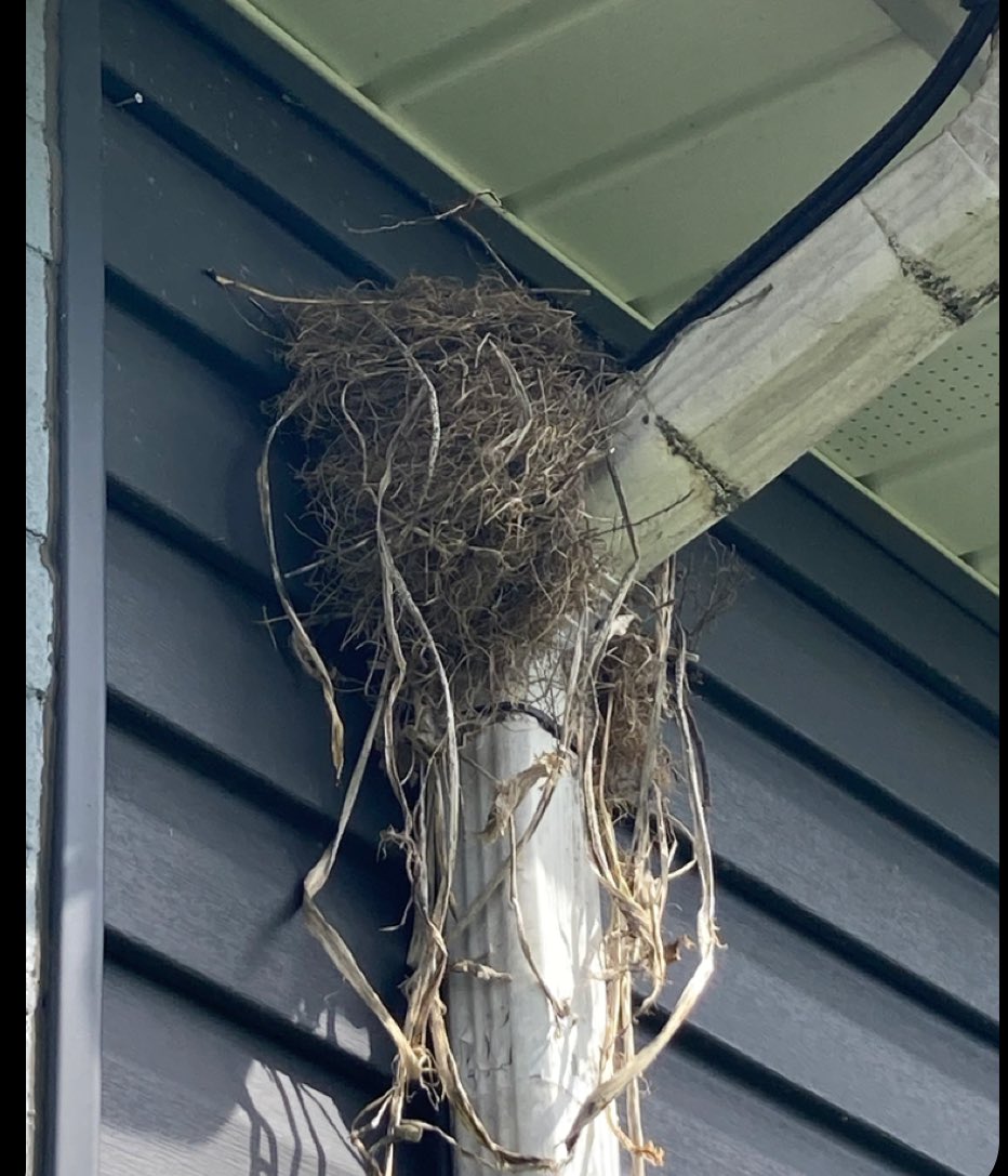 kittyLuvsHorror's tweet image. The robins have made themselves a home. #birdwatching #Birds #Nesting