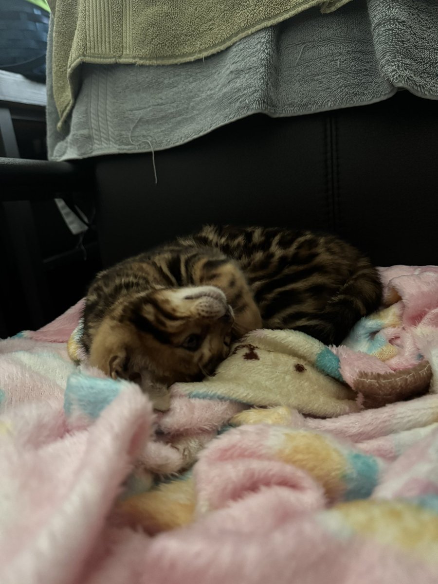 yourfavbeaner05's tweet photo. my baby enzo🥹🤎 #bengalcat https://t.co/M1kzyvuu6N