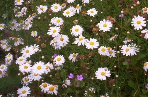 softdeIicacy's tweet image. pretty daisies 🌼🌿